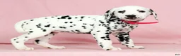 Dalmatian dogs for sale: Gracie - Ad 4