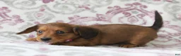 Miniature Dachshund dogs for sale: Carmel - Ad 2