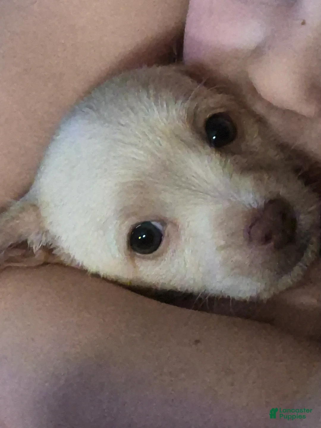 Chipoo dogs for sale: Chipoo Puppy 2 - Ad 6