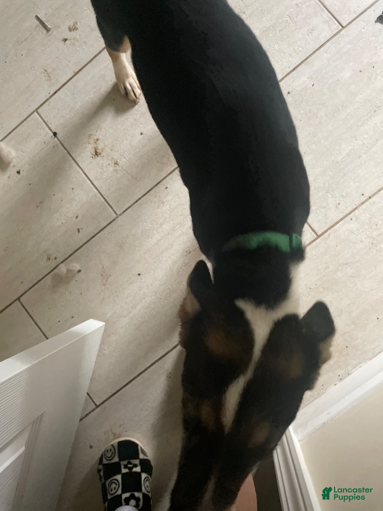 Mixed Breed dogs for sale: Mixed Breed Puppy 1 - Ad 2
