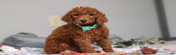 Standard Poodle dogs for sale: Maverick AKC - Ad 3