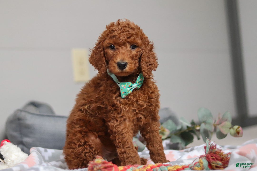 Standard Poodle dogs for sale: Maverick AKC - Ad 3