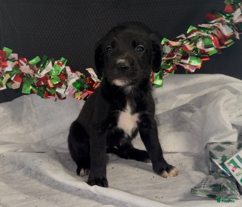 Mixed Breed dogs Jenna - Ad 41