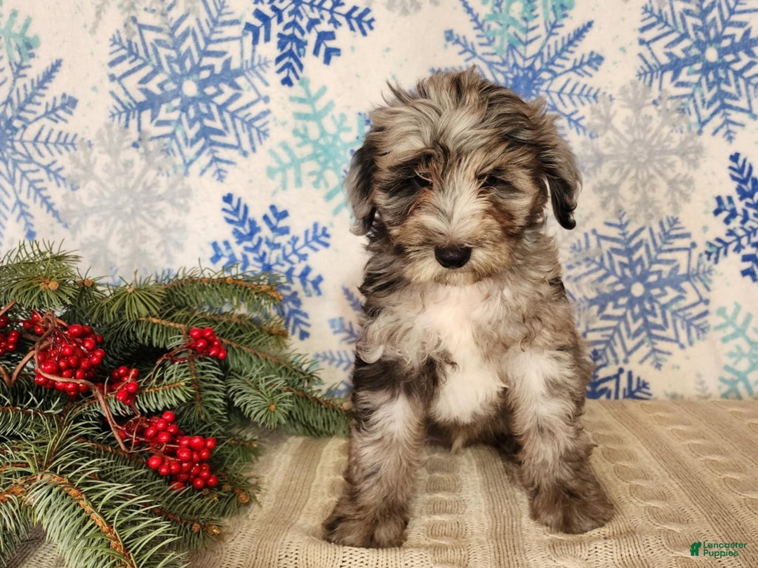 Mini Bernedoodle dogs for sale: Blitz - Ad 10