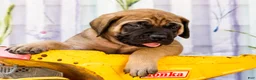 English Mastiff dogs for sale: Murphy - Ad 8