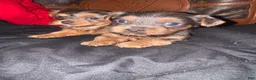 Yorkiepoo dogs for sale: Yorkiepoo 3 - Ad 2