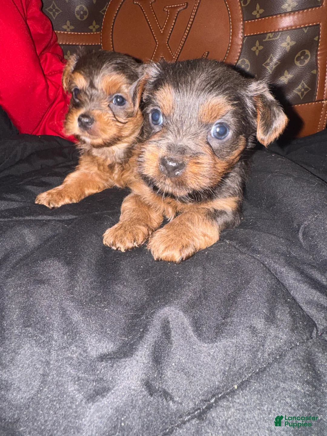 Yorkiepoo dogs for sale: Yorkiepoo 3 - Ad 2