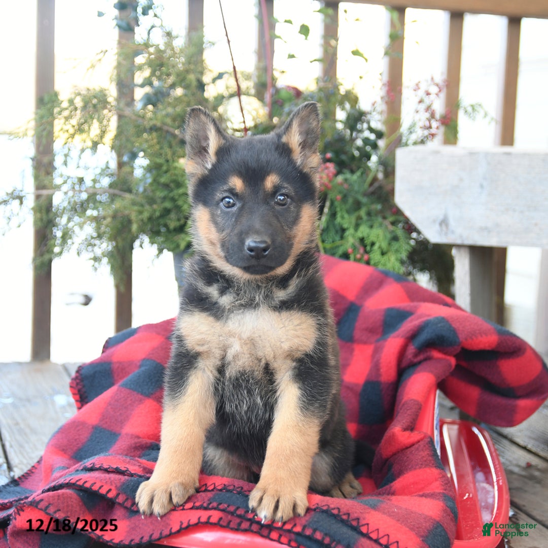 German Shepherd dogs for sale: Mistletoe - Ad 3