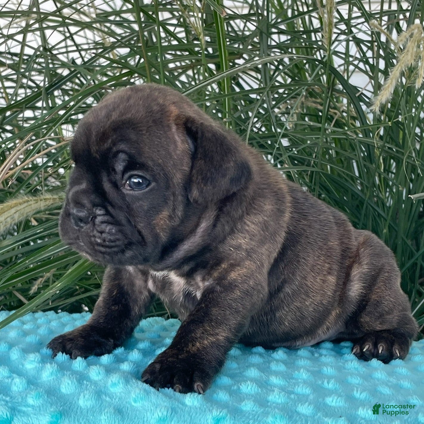 Beabull dogs Joey  - Ad 1