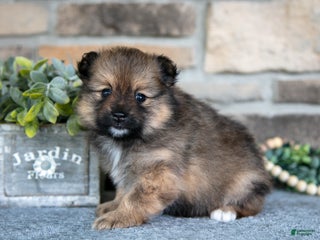 Pomeranian dogs - Ad 36