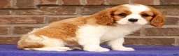 Cavalier King Charles Spaniel dogs for sale: Silas - Ad 5