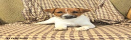 Jack Russell Terrier dogs for sale: Sarah - Ad 2