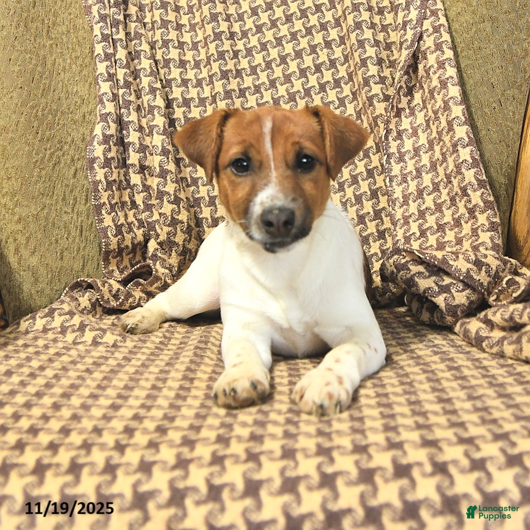 Jack Russell Terrier dogs for sale: Sarah - Ad 2
