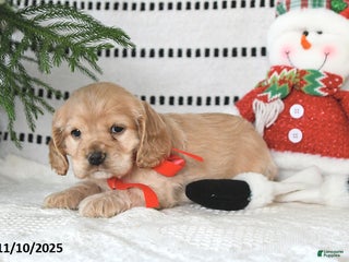 Cocker Spaniel dogs - Ad 21