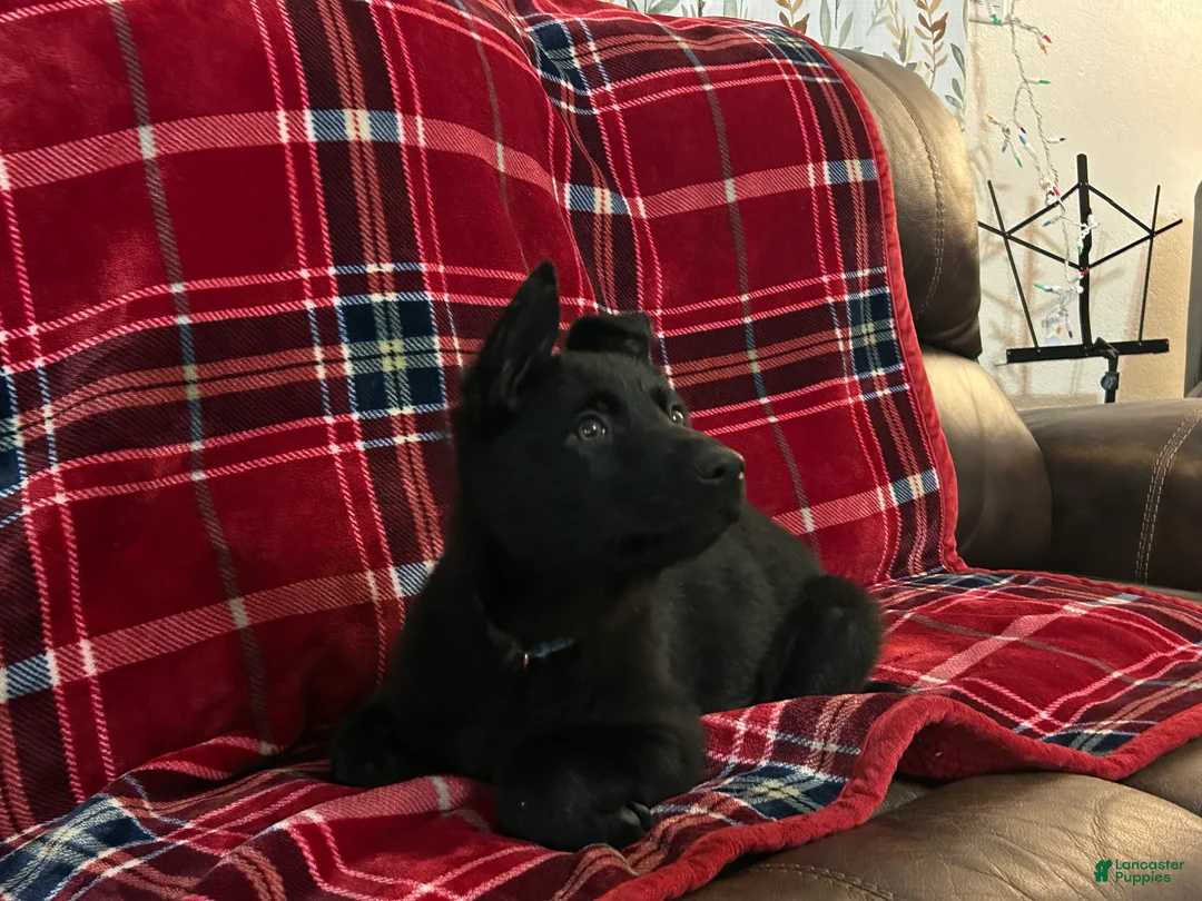 German Shepherd dogs for sale: Cody/Willow Light Blue - Ad 3