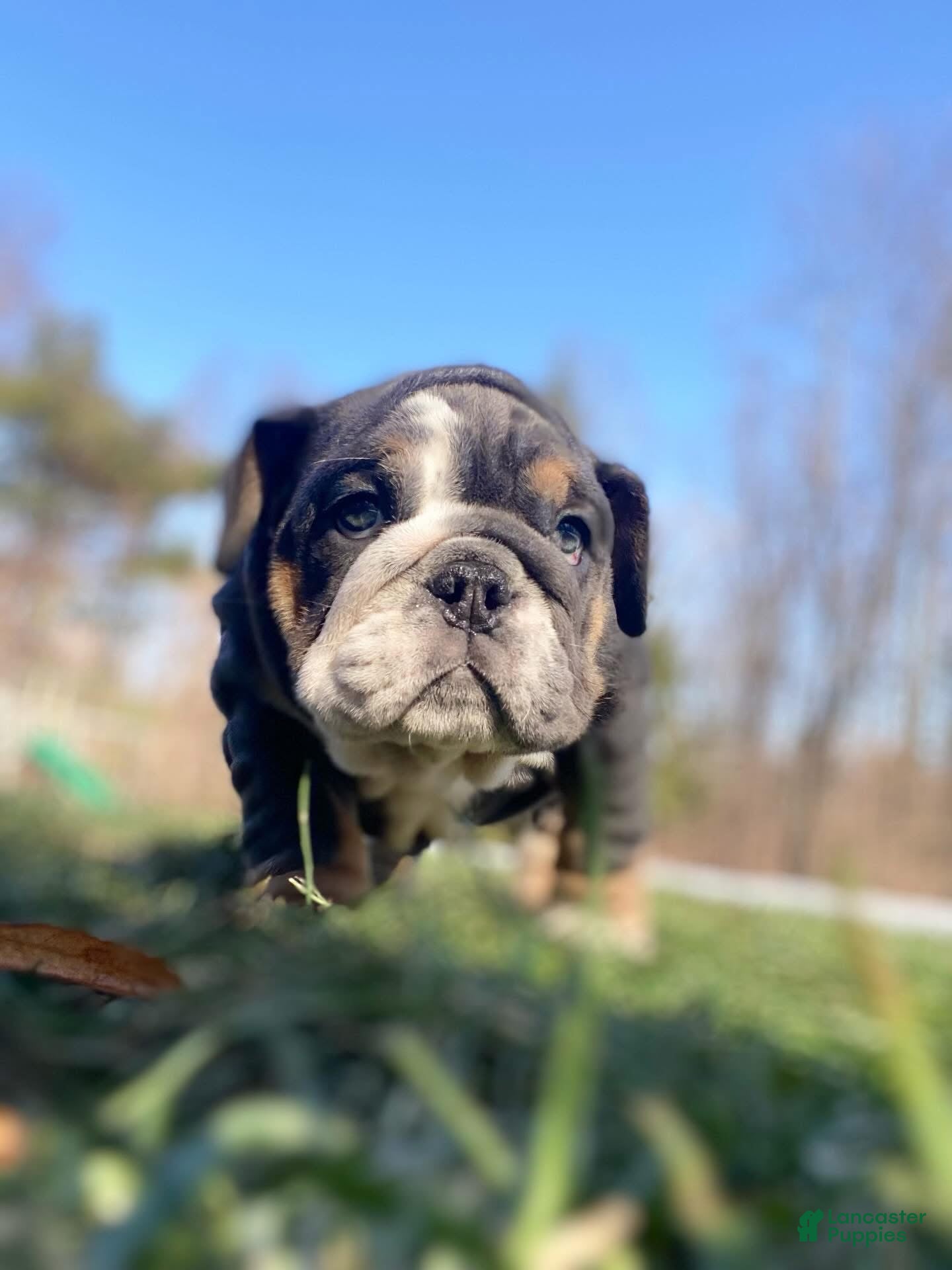 English Bulldog dogs Hugs - Ad 35