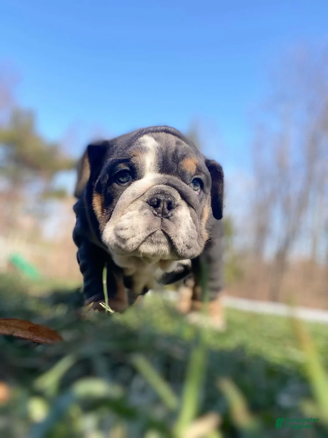 English Bulldog dogs for sale: Hugs - Ad 1