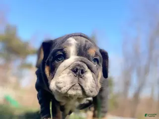 English Bulldog dogs Hugs - Ad 35