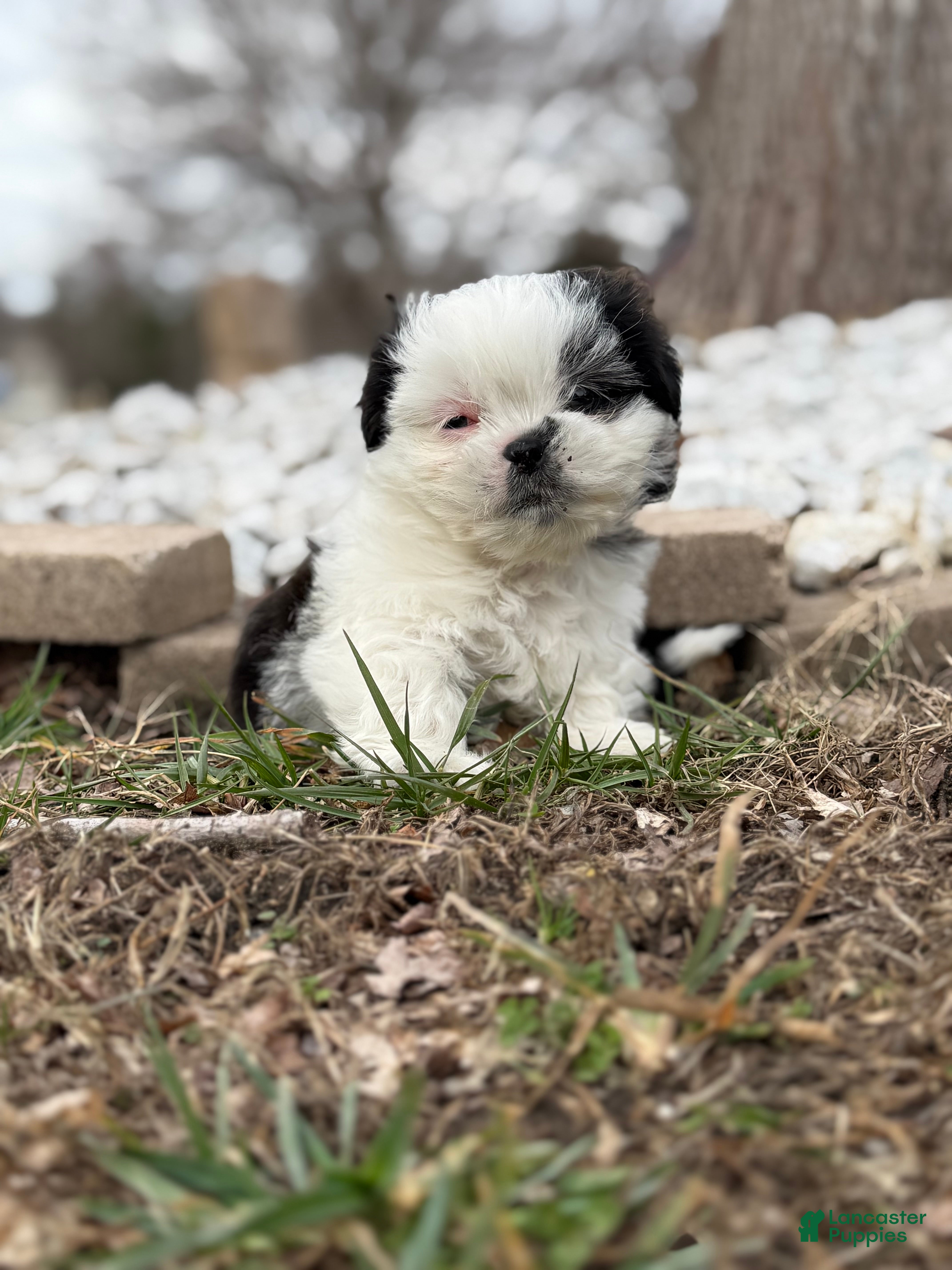 Shih Tzu dogs Shih Tzu Puppy 1 - Ad 31