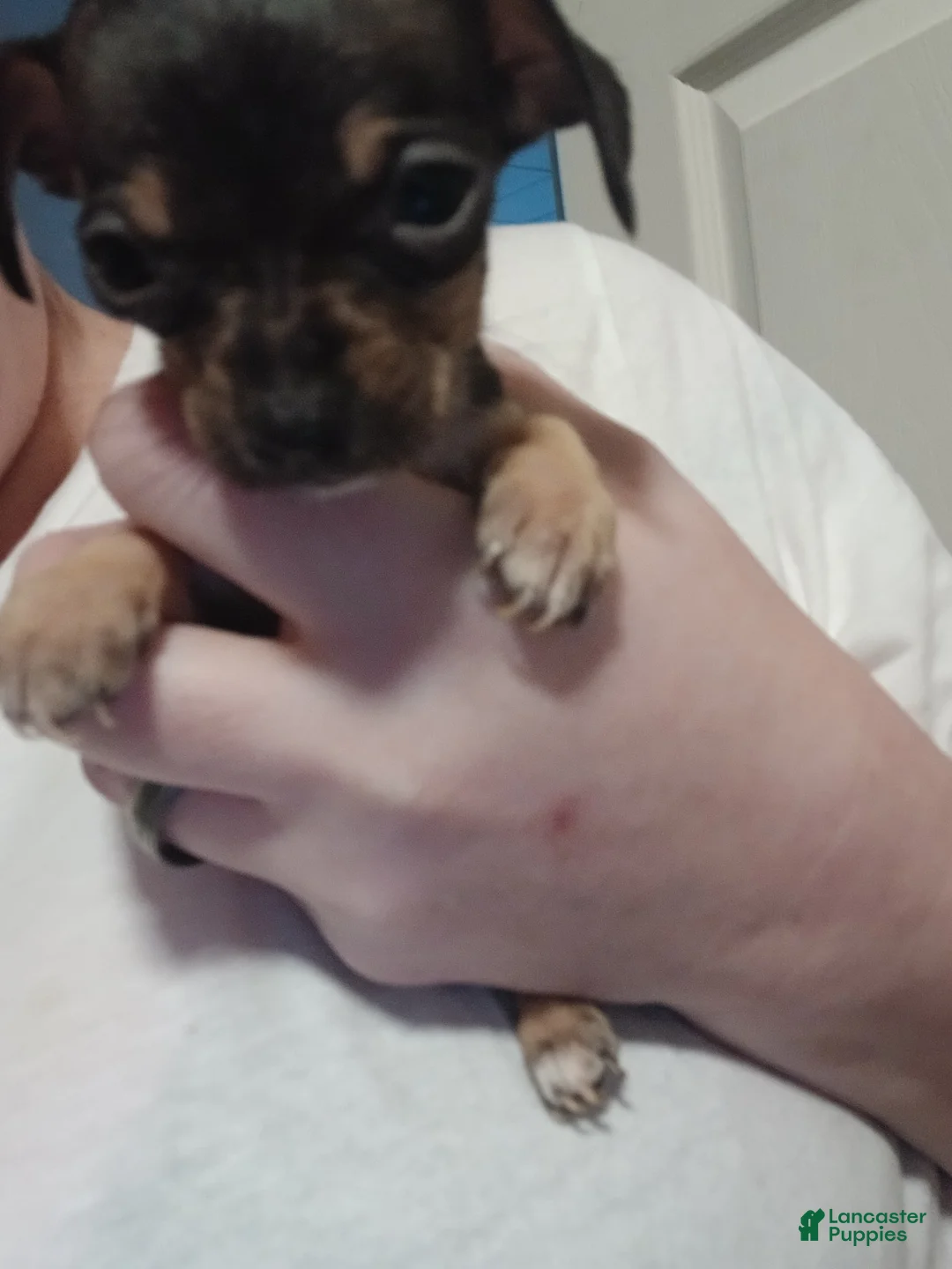 Chiweenie dogs for sale: Chiweenie Puppy 3 - Ad 1