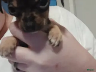 Chiweenie dogs Chiweenie Puppy 3 - Ad 2