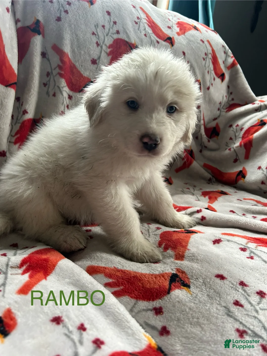 Great Pyrenees dogs for sale: Rambo - Ad 1
