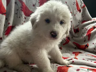 Great Pyrenees dogs Rambo - Ad 31