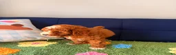 Cavapoo dogs for sale: Cavapoo Puppy 2 - Ad 2