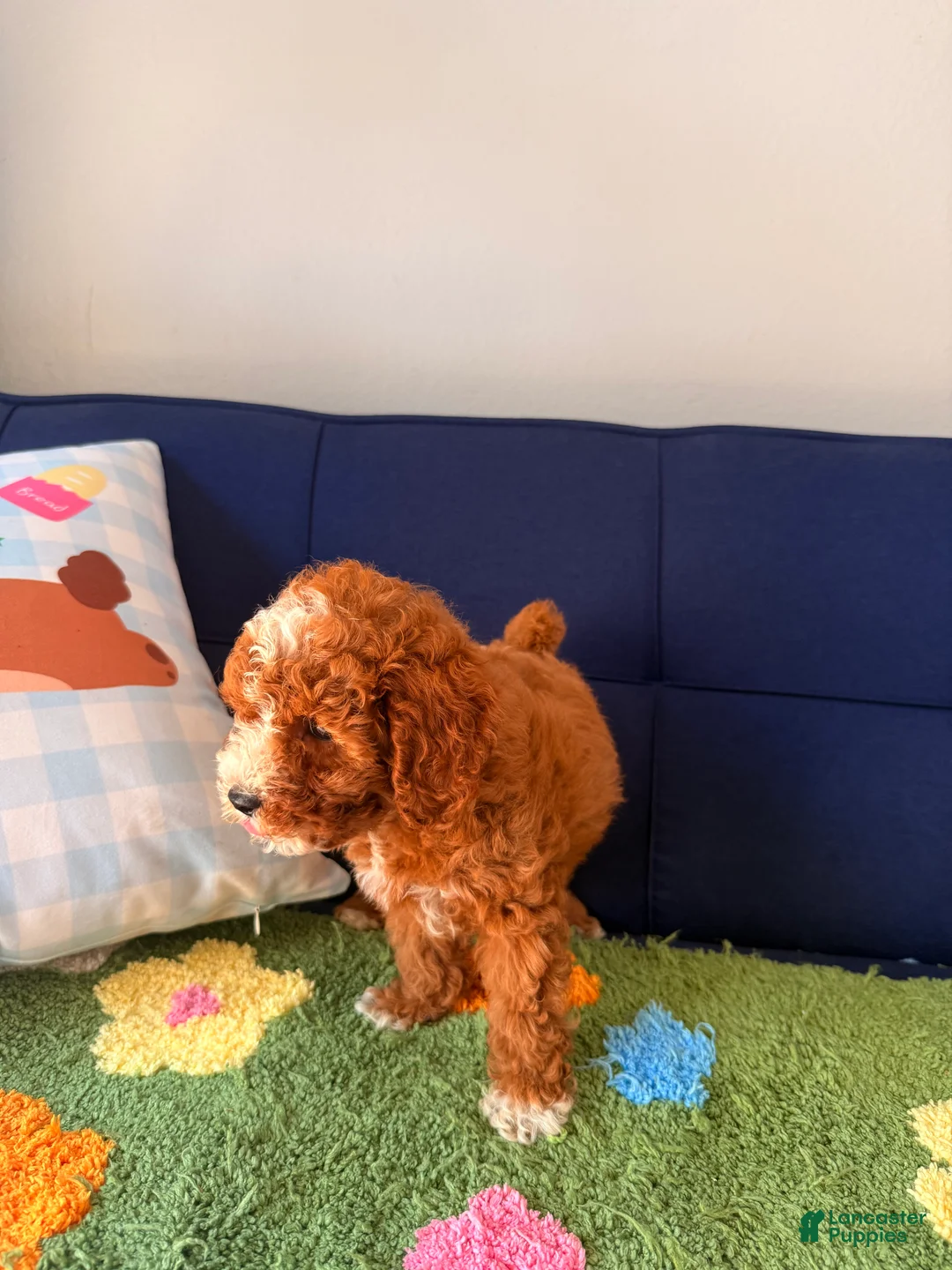 Cavapoo dogs for sale: Cavapoo Puppy 2 - Ad 2