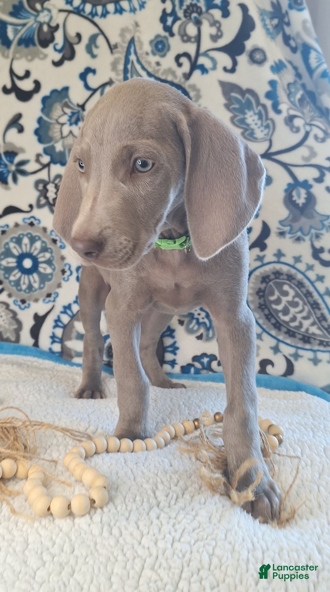 Weimaraner dogs for sale: Jess - Ad 3