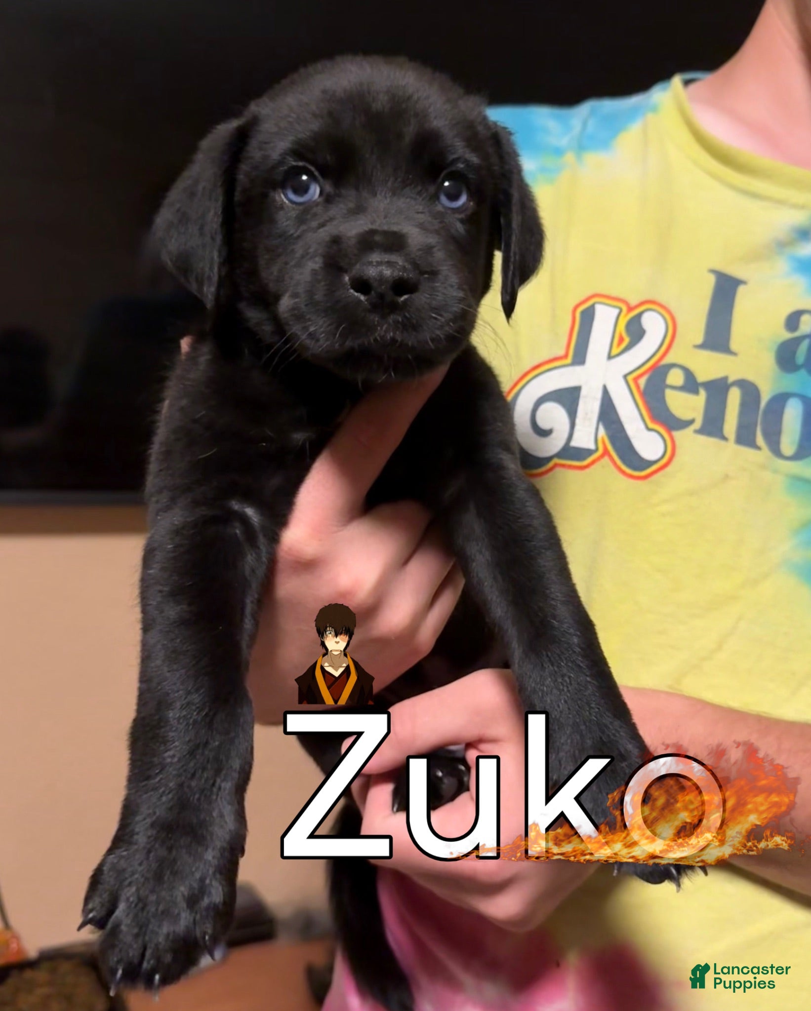 Mixed Breed dogs Zuko - Ad 33