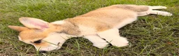 Welsh Corgi Pembroke dogs for sale: Ella - Ad 7