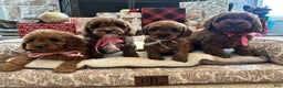 Cavapoo dogs for sale: Jeanette - Ad 4