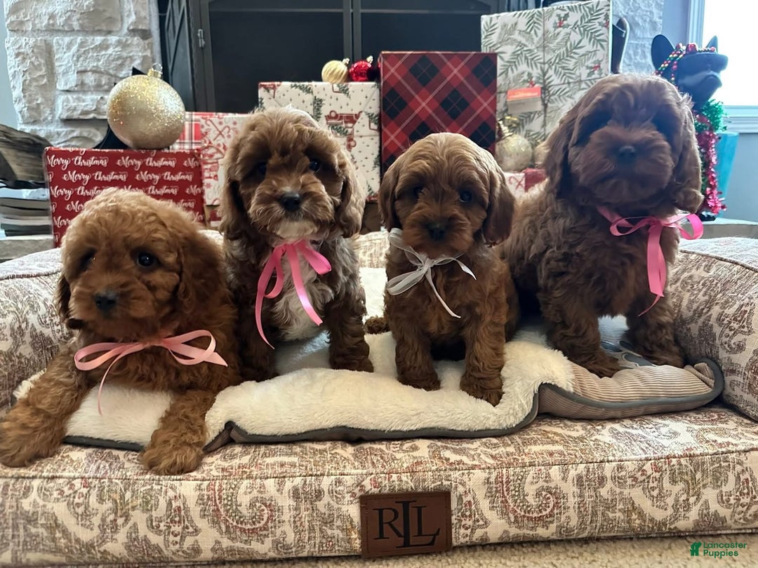 Cavapoo dogs for sale: Jeanette - Ad 4