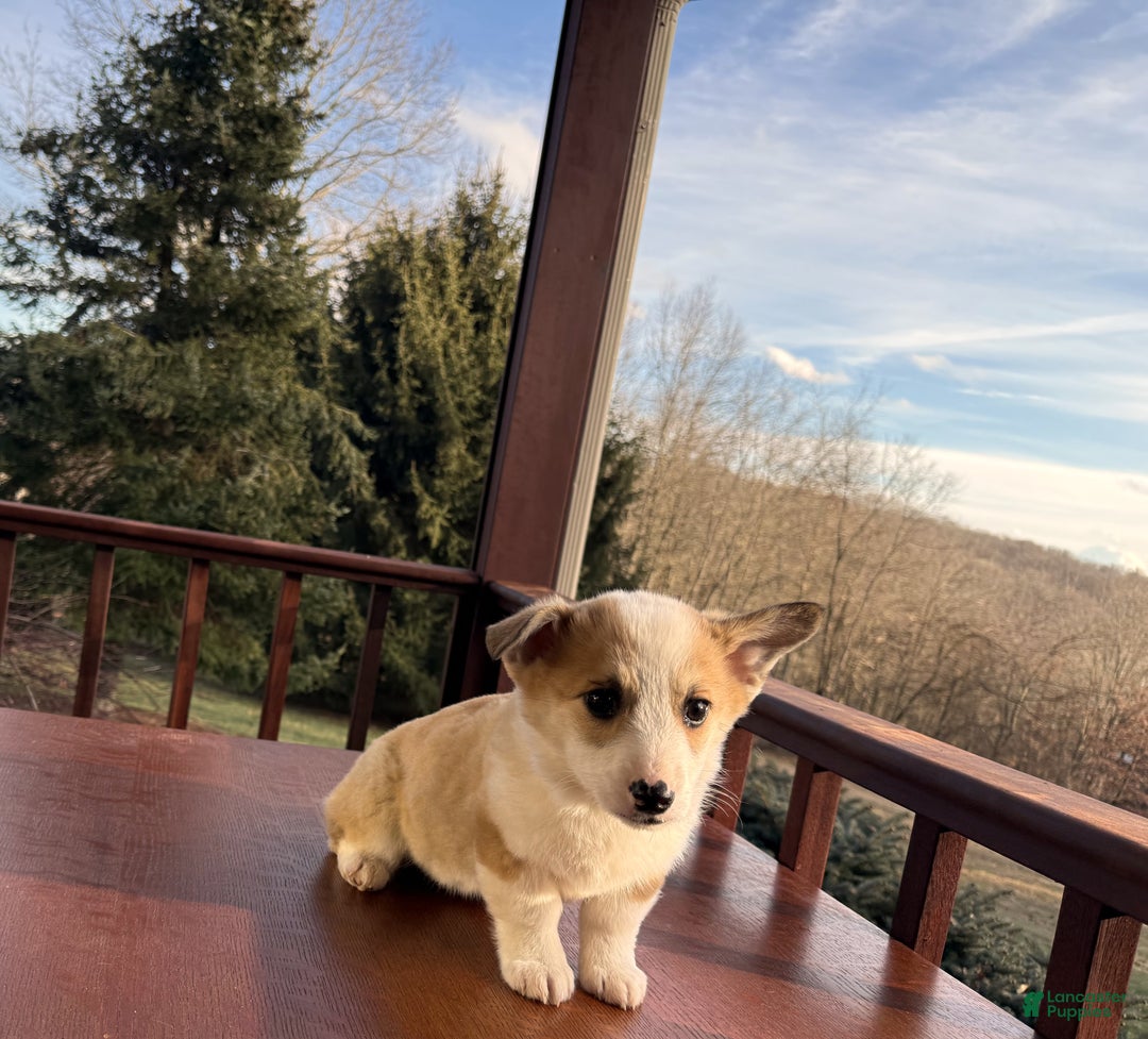 Welsh Corgi Pembroke dogs for sale: Tucker - Ad 8