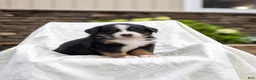 Bernese Mountain Dog dogs for sale: Reba - Ad 1