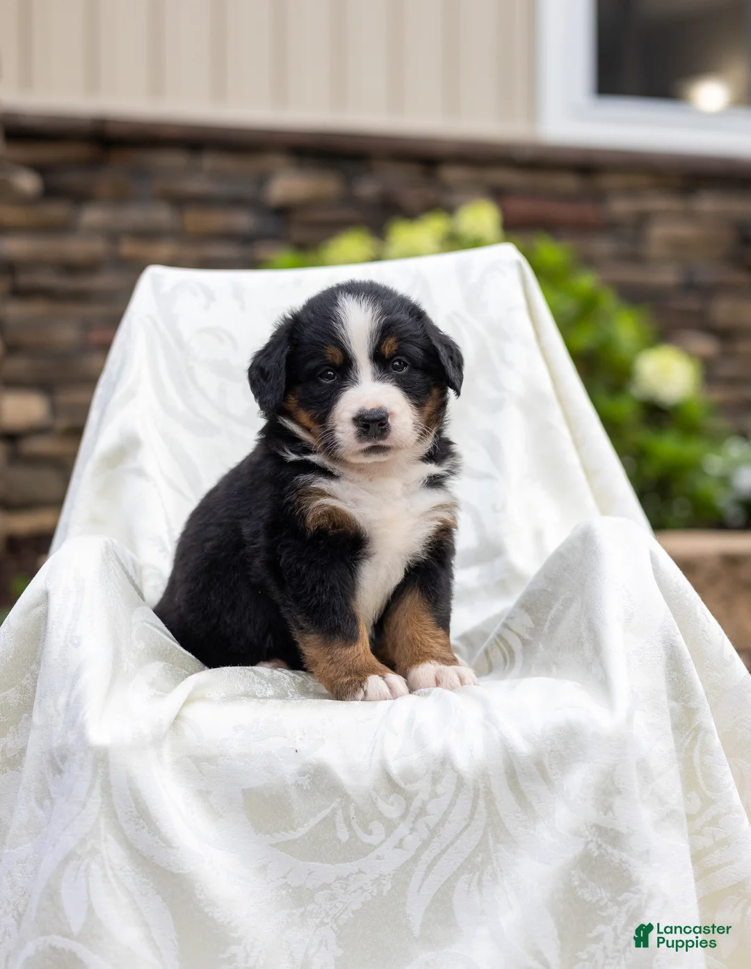 Bernese Mountain Dog dogs for sale: Reba - Ad 1