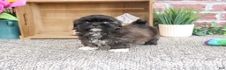 Shih Tzu dogs for sale: Harriet - Ad 5