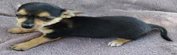 Mixed Breed dogs for sale: Boy - Ad 3