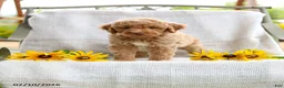 Mini Goldendoodle dogs for sale: Jared - Ad 6