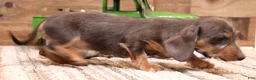 Miniature Dachshund dogs for sale: Wynnie blue/tan wirehair - Ad 3