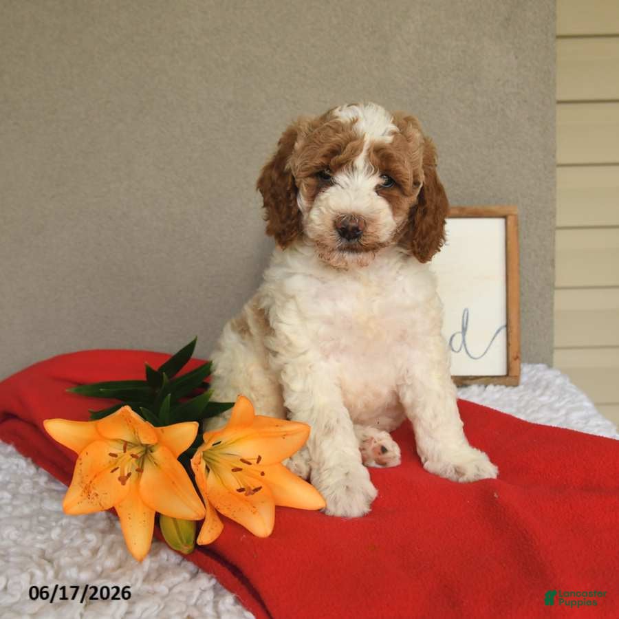 Mini Goldendoodle dogs Stella - Ad 1