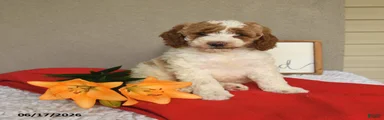 Stella