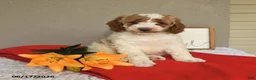 Mini Goldendoodle dogs for sale: Stella - Ad 1
