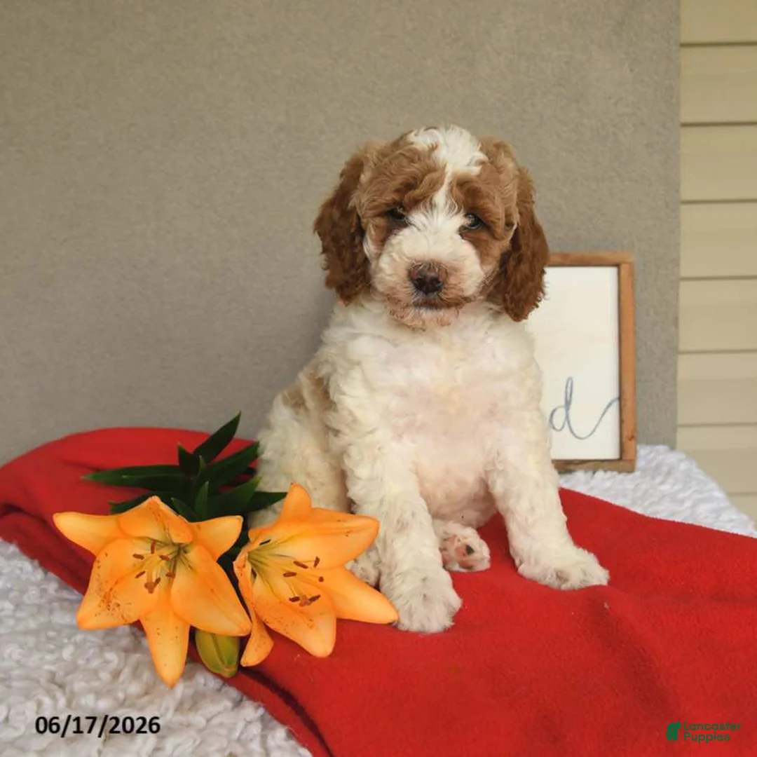 Mini Goldendoodle dogs for sale: Stella - Ad 1