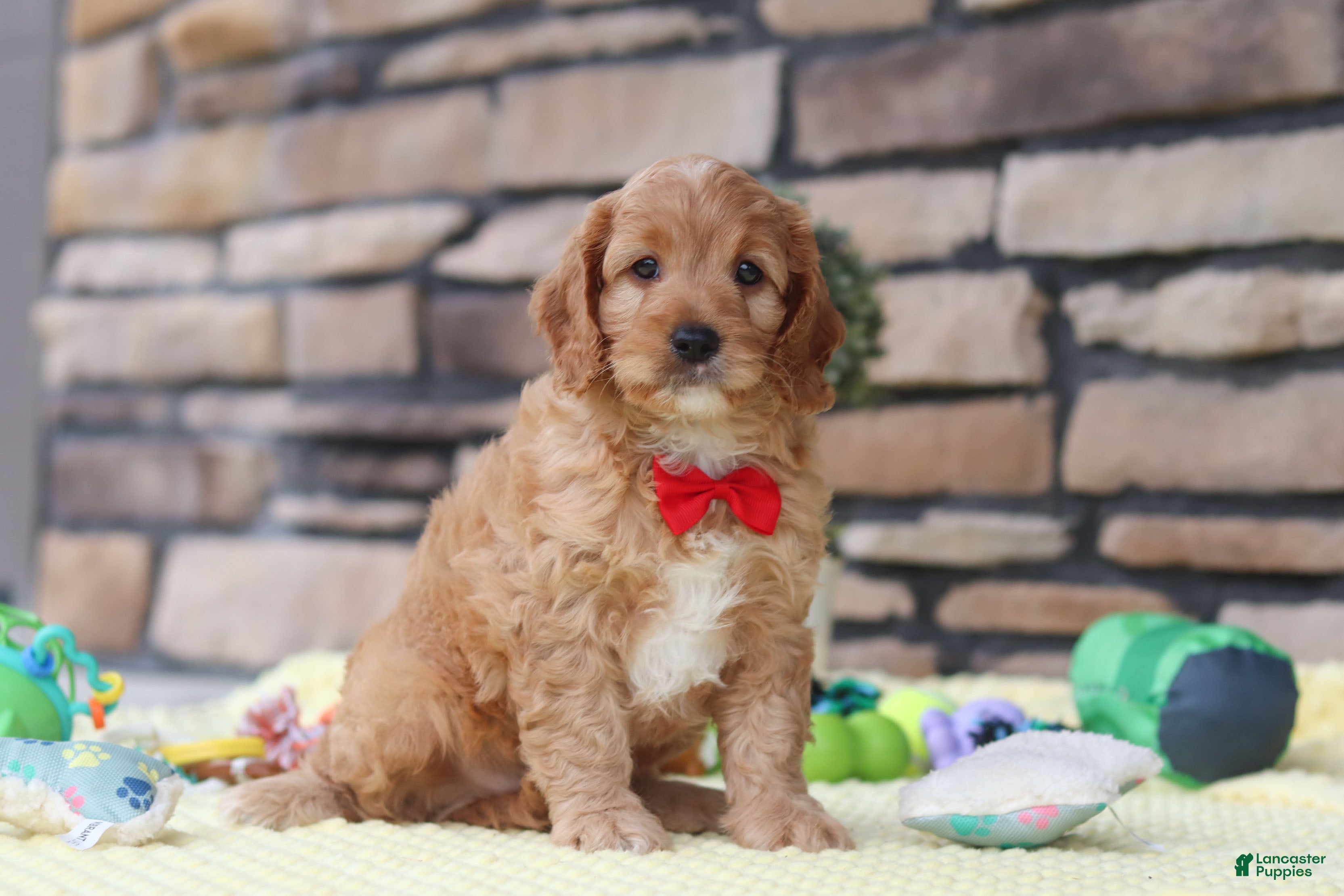 Cavapoo dogs Clyde - Ad 2