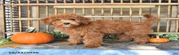 Mini Goldendoodle dogs for sale: Bennet - Ad 5