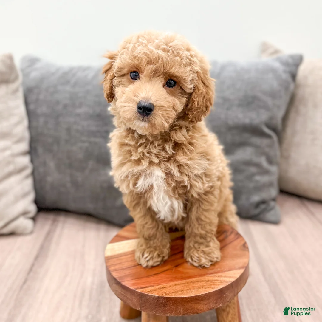 Cavapoo dogs for sale: Amos - Ad 2