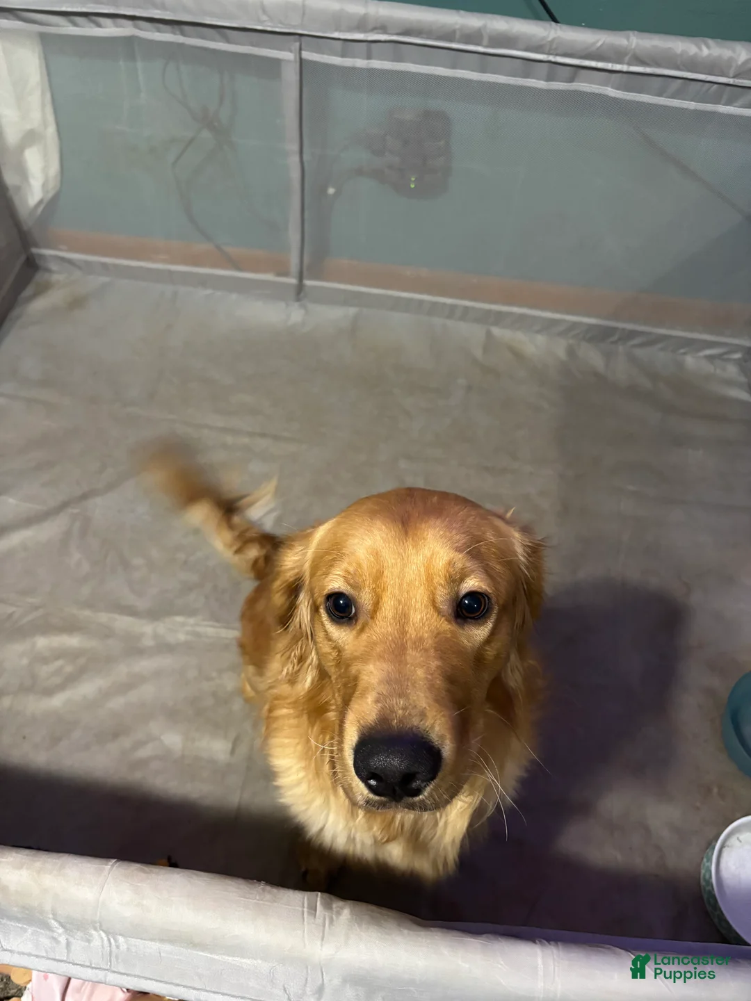 Goldador dogs for sale: Bluey - Ad 5