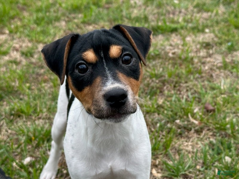 Jack Russell Terrier dogs Jack Russell Terrier Boy 2 - Ad 2